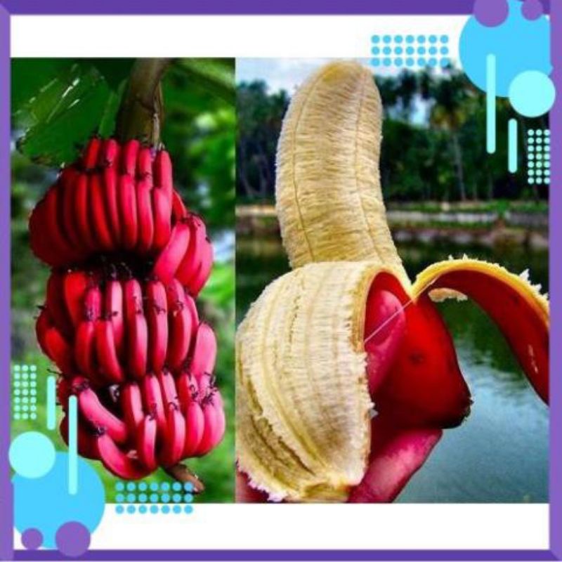 CHUỐI ĐỎ DAKAR GIỐNG (cây giống siêu sớm có bảo hành )
