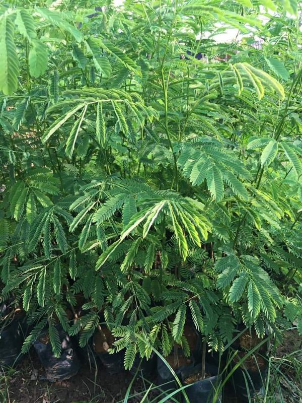 cây giống phượng vĩ hoa vàng