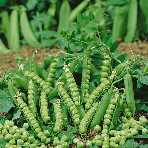 [HCM]GÓI 20 GRAM -ĐẬU HÀ LAN ITALIA  CHẮC HẠT .