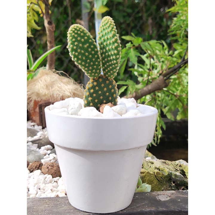 Cây xương rồng tai thỏ mini