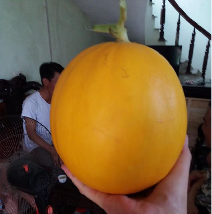 Hạt giống dưa Kim Cô Nương - Gói 10 Hạt
