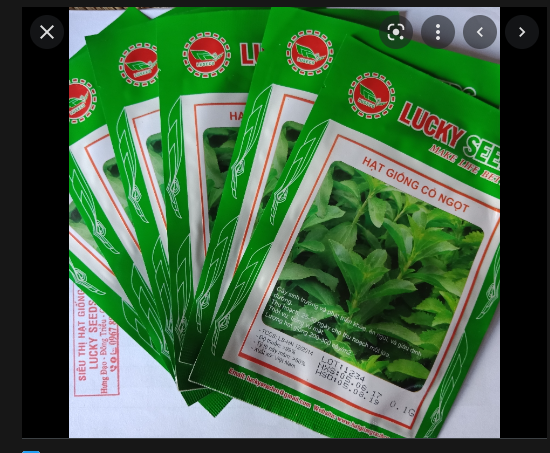 Hạt giống cỏ ngọt LUCKY SEEDS