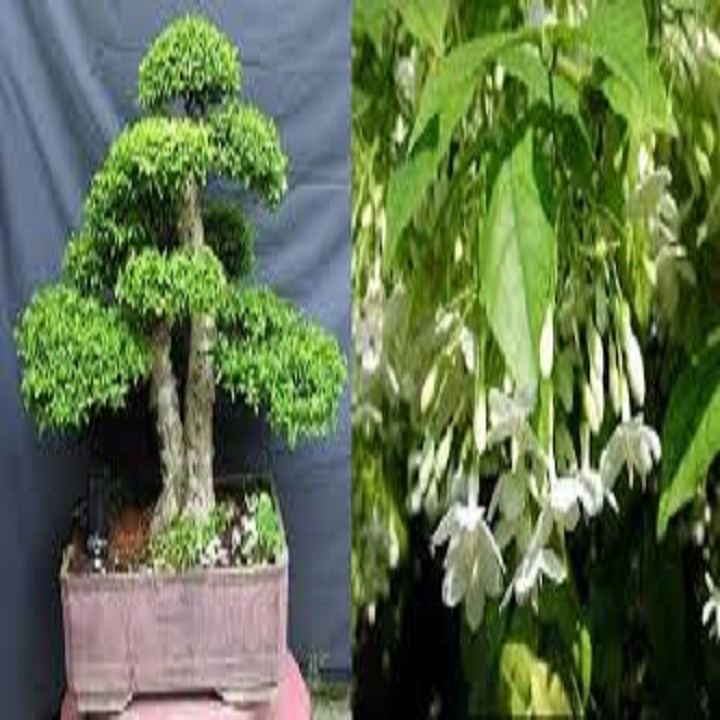 CHẬU CÂY MAI CHIẾU THỦY (MAI TRẤN THỦY, MAI TRÚC THỦY ) VƯỢNG PHONG THỦY