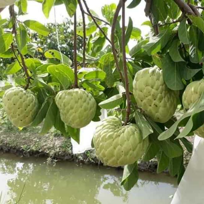 [Học Viện Nông Nghiệp I] Mãng cầu na thái lan combo 2cây