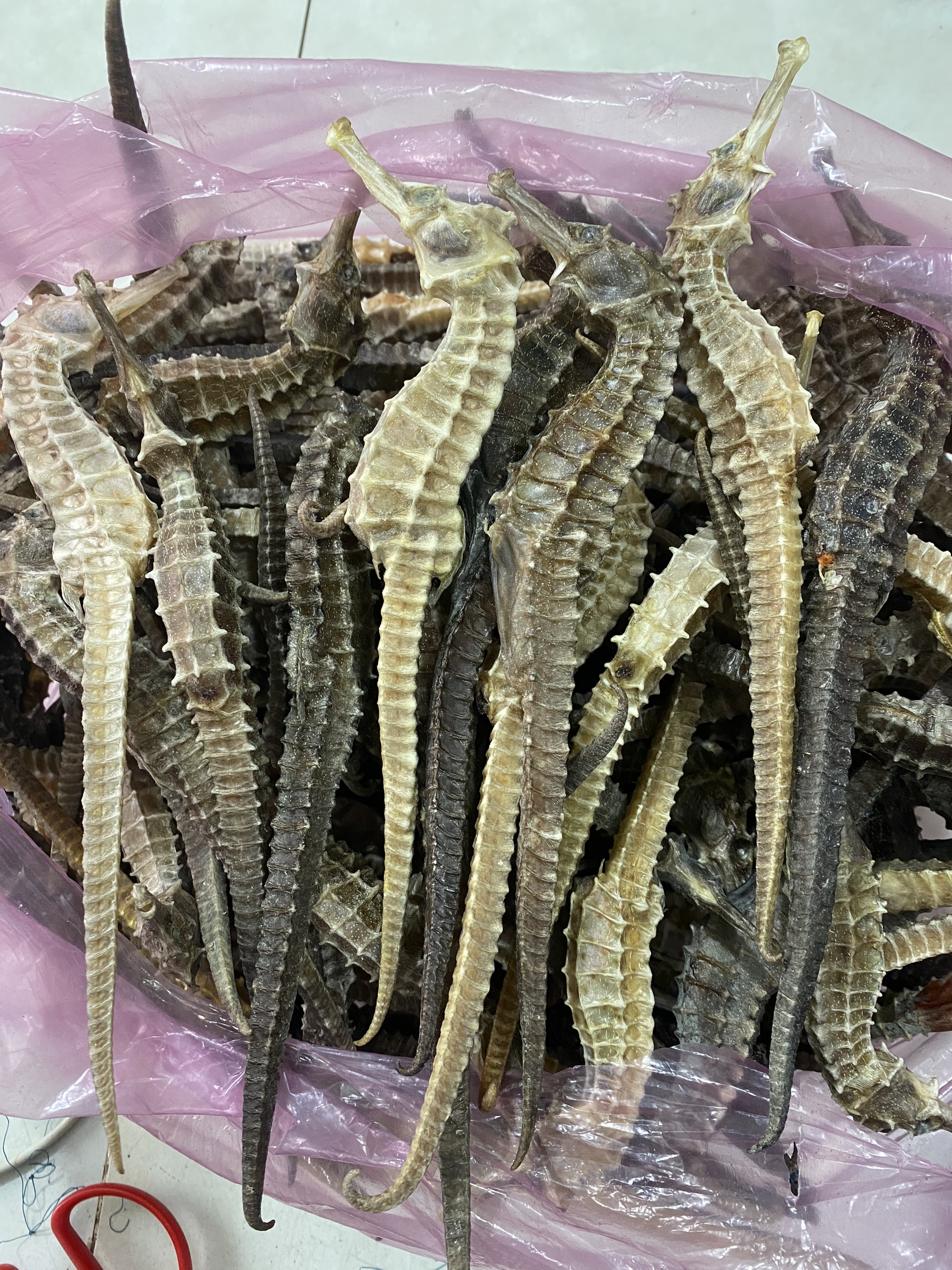 1 cặp cá ngựa size lớn 11-12cm