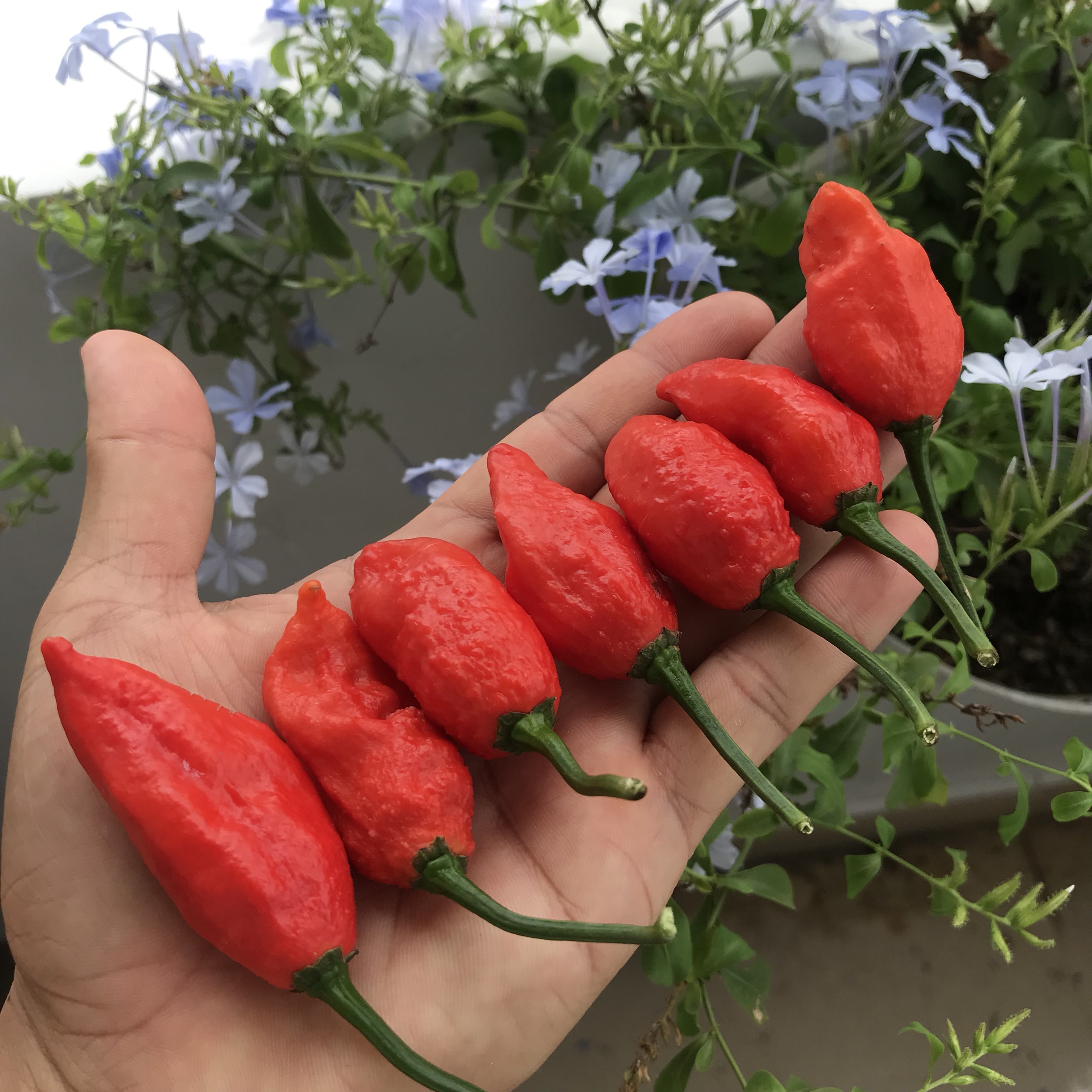 Hạt ớt giống - Bhut Jolokia Red (Ghost Red) (5 hạt)