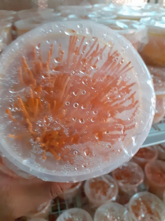 Đông trùng hạ thảo khô ( đóng hộp 10g)