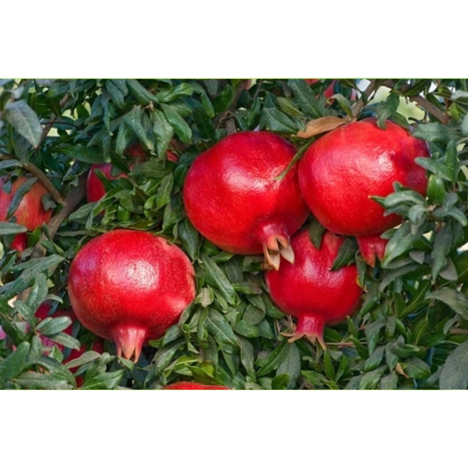 CÂY GIỐNG LỰU ĐỎ LỒNG ĐÈN (trông 12 tháng ra trái)