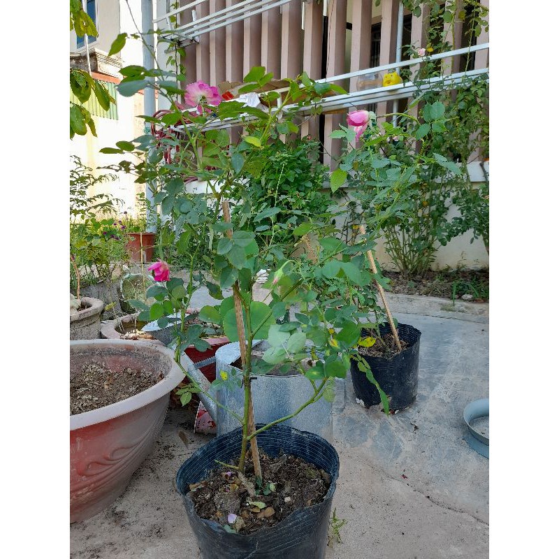 Hoa hồng Sheherazad( cây nhỡ)- cây trưởng thành