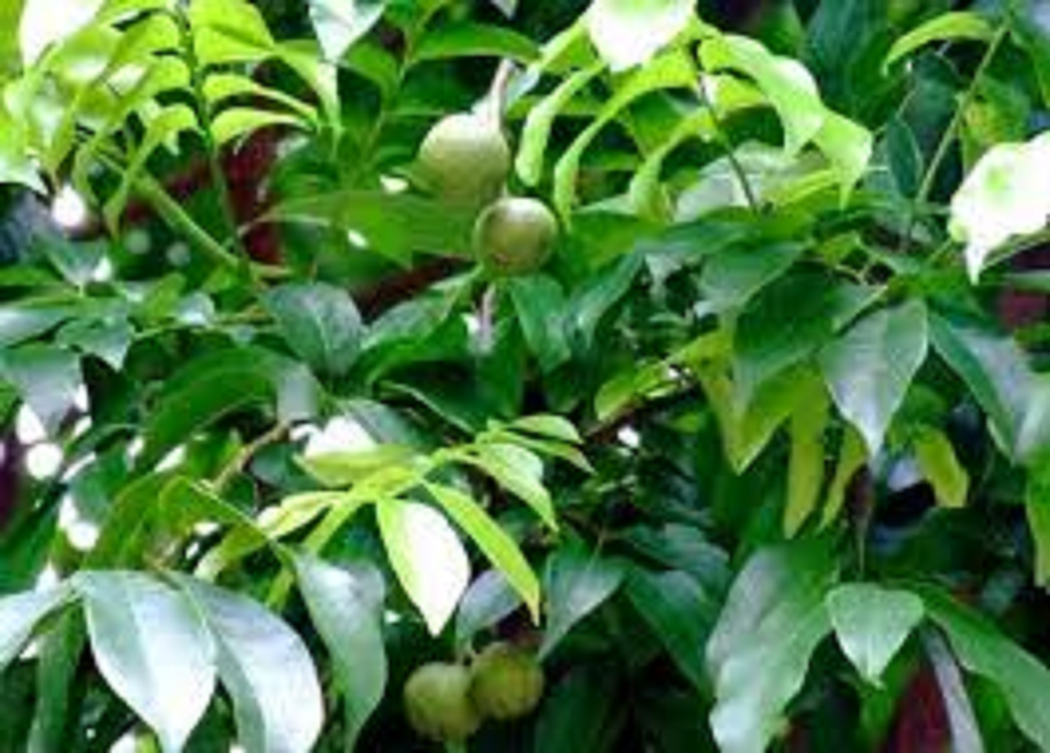 Cây Giống Sấu [CÂY THỰC SINH]