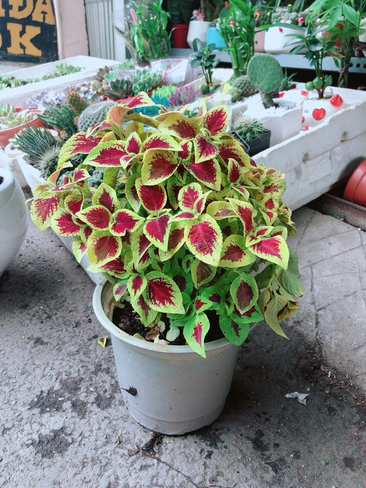 Chậu lá gấm vàng đỏ