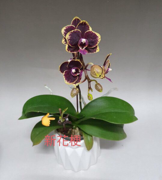 Hồ điệp cây trưởng thành sắp hoa
