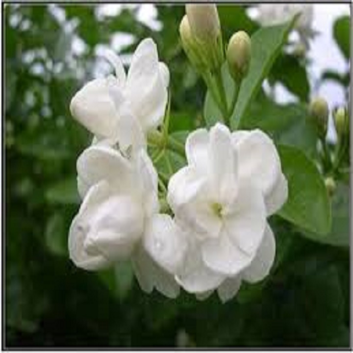 CÂY HOA  GIỐNG HOA HẢI ĐƯỜNG TRẮNG