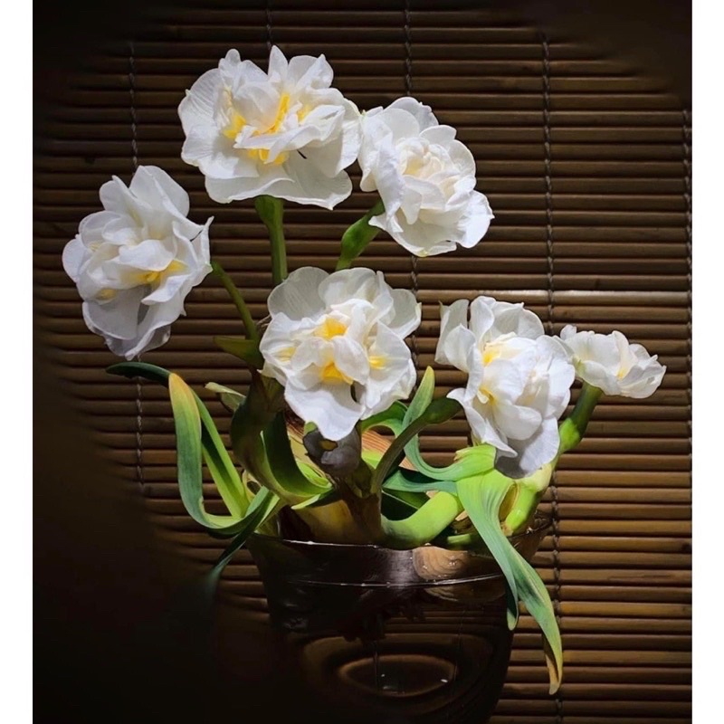 CỦ HOA THUỶ TIÊN NƯỚC....