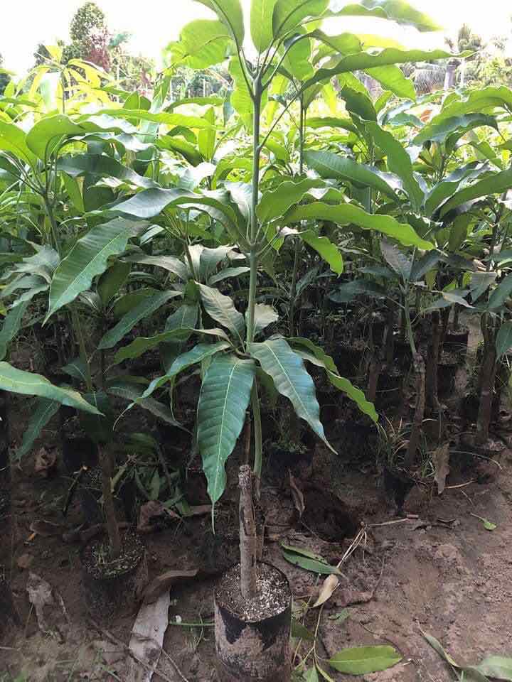 cây giống xoài úc siêu quả