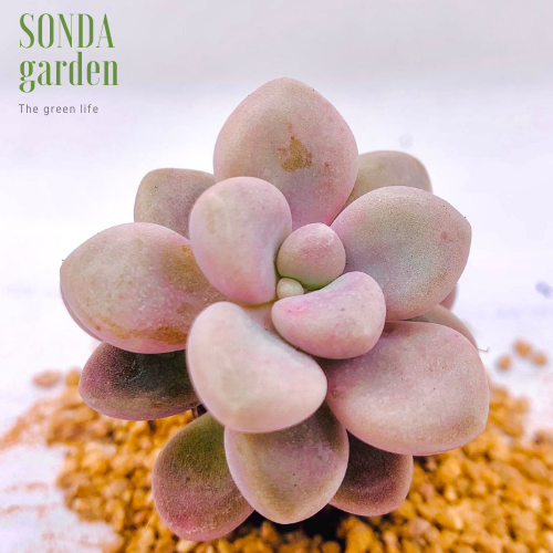 SEN SỎI HƯỜNG SIZE MINI LỖI 1 ĐỔI 1