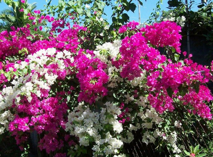 CÂY HOA GIẤY ĐỦ MÀU BẦU NHỎ