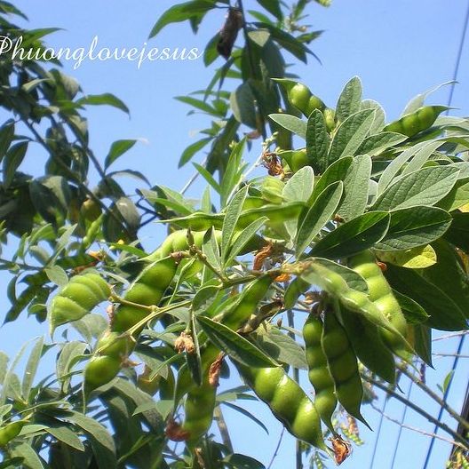 Hạt giống cây đậu săng ( đậu triều, đậu chiều, mộc đậu, đậu chè )gói 500gram