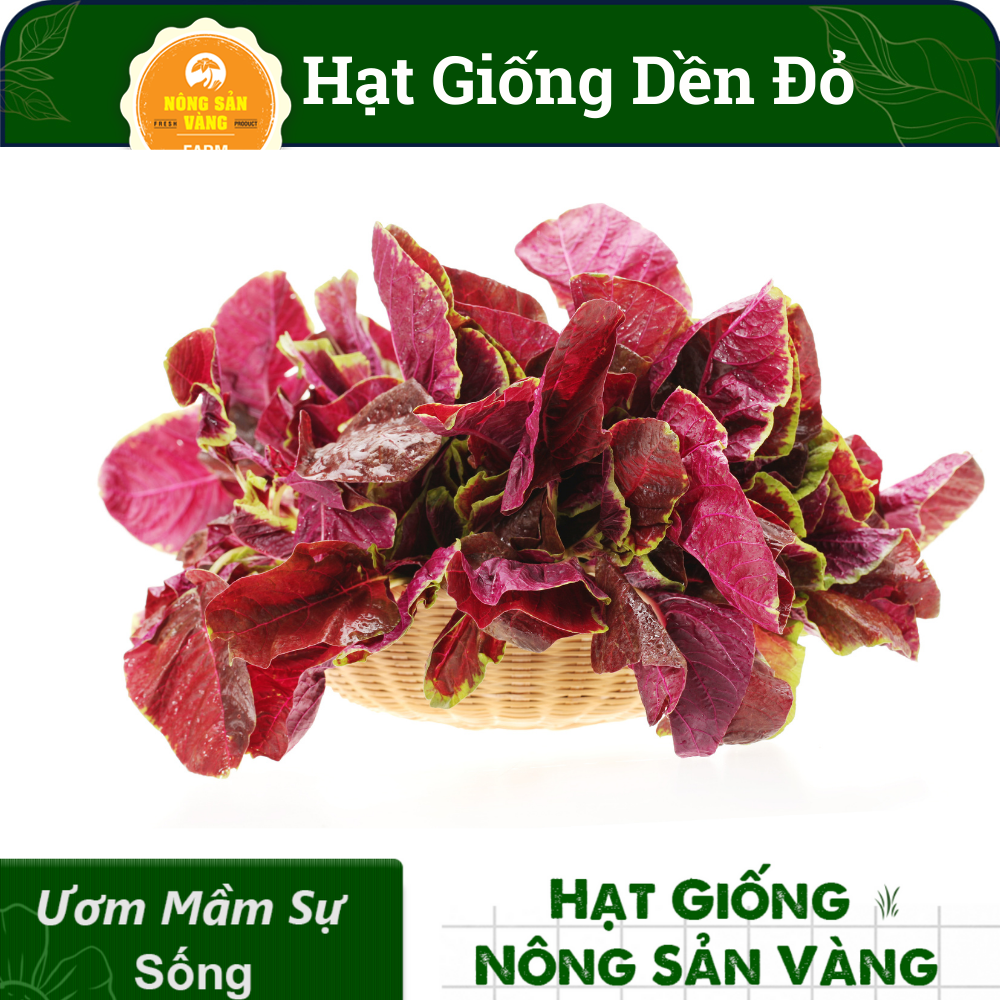 Hạt giống Rau Dền Đỏ, Tỉ Lệ Nảy Mầm Cao, Sinh Trưởng Và Phát Triển Khỏe, Năng Suất Cao (Gói 20 Gram) - Nông Sản Vàng
