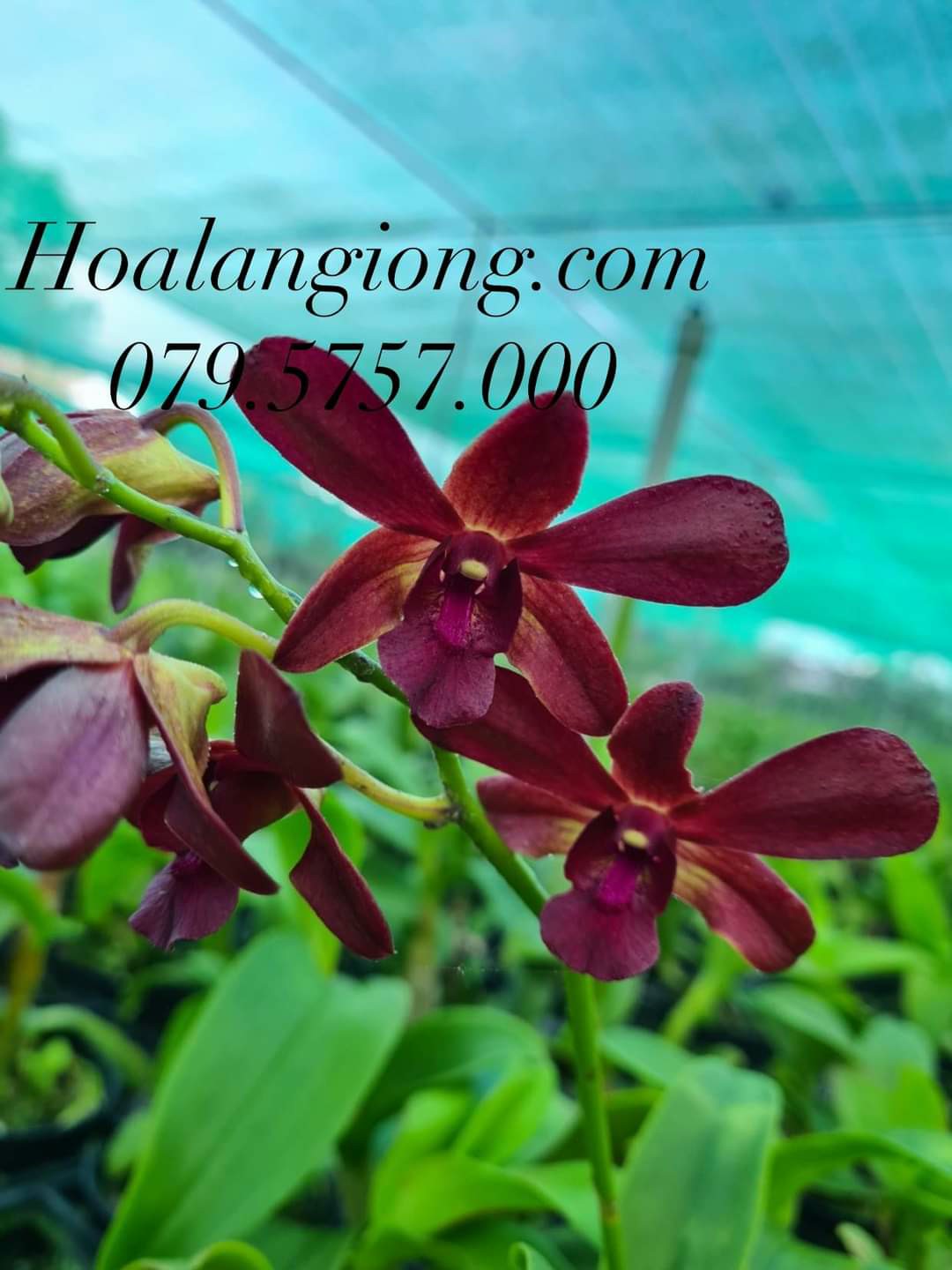 HOA LAN DENRO CỜ ĐỎ XỔ CHỚP 5%