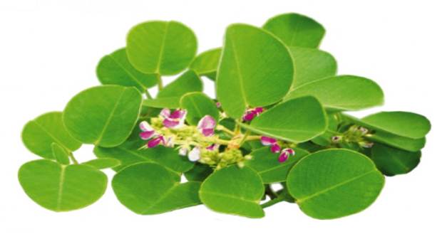Bột kim tiền thảo nguyên chất 100g