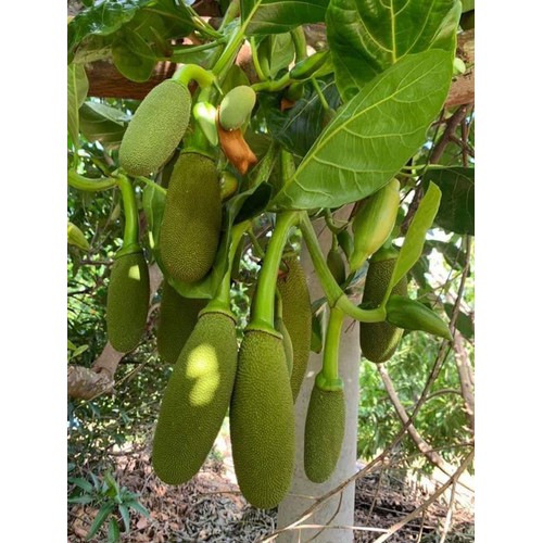 CÂY GIỐNG MÍT TRÁI DÀI MALAYSIA