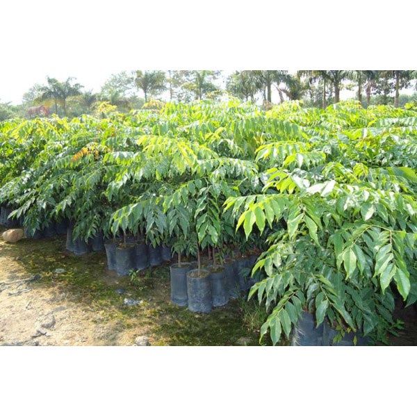 CÂY SẤU RỪNG(CÂY GIỐNG)-FREESHIP TỪ 50K