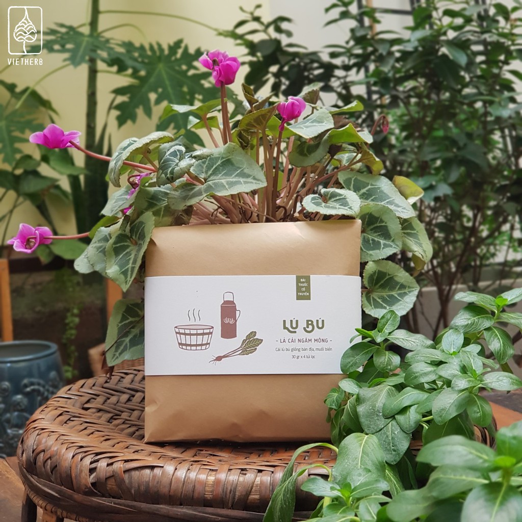 Lú bú - lá cải ngâm mông - vietherb