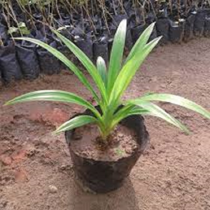BẦY CÂY LÁ CƠM NẾP , LÁ NẾP THƠM