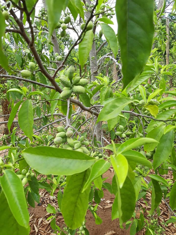 CÂY giống Dổi ghép, [Cây khỏe, sinh trưởng tốt ].