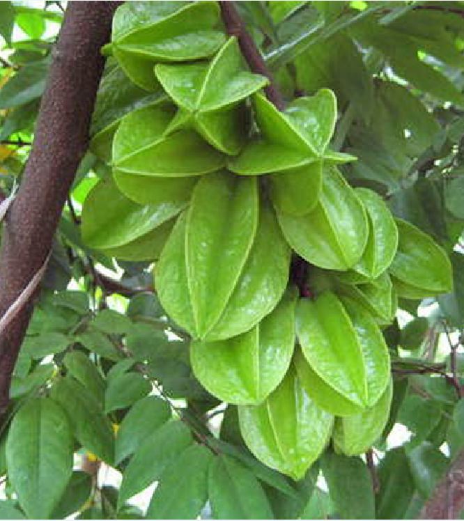 Hạt giống cây khế chua - 5 hạt/gói