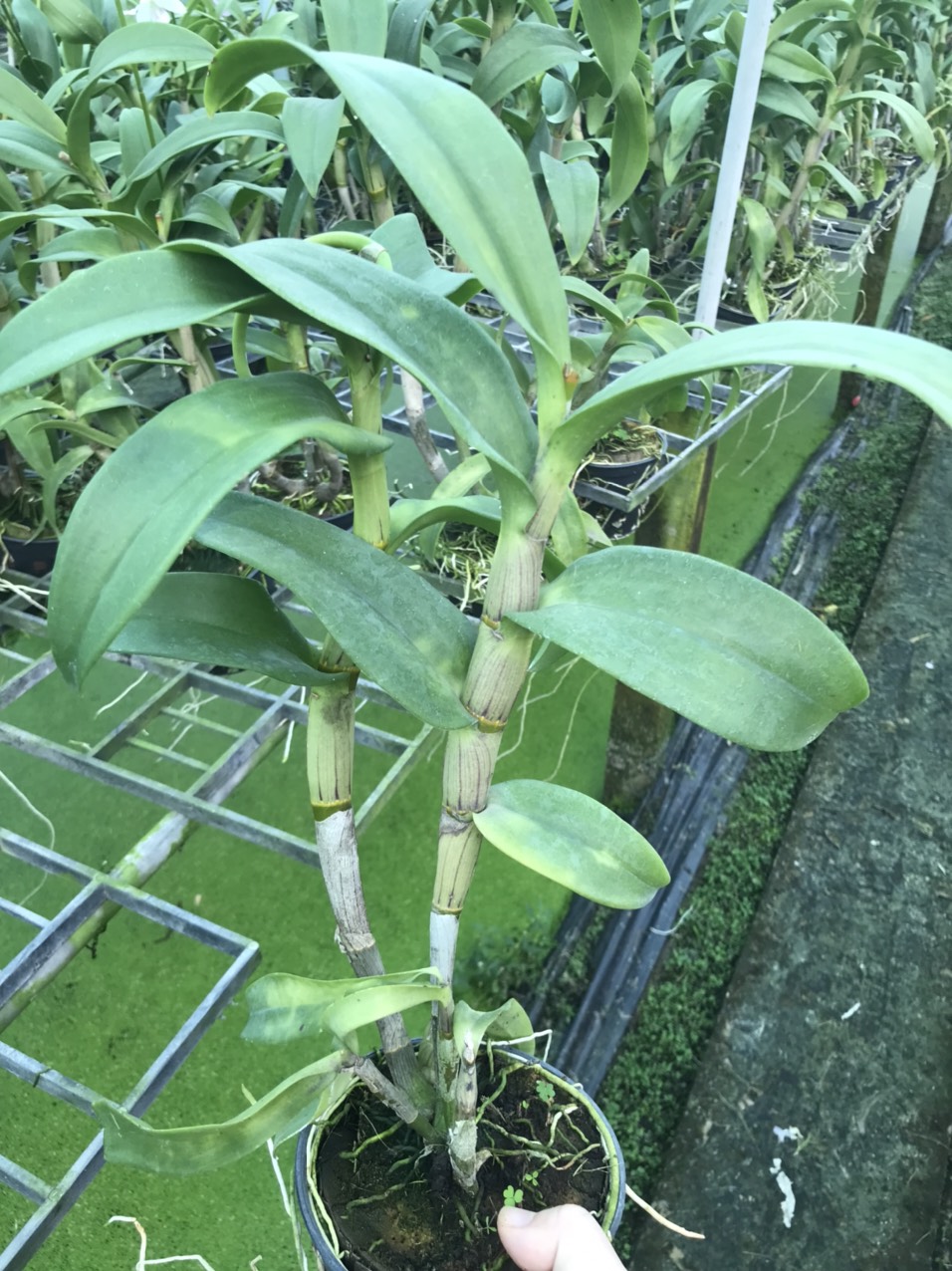 Den nắng 5N  xưa CHẬU TRƯỞNG THÀNH