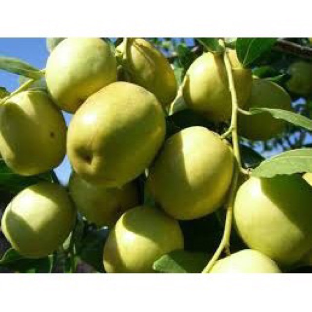 1Kg Mứt Chà Là Táo Rút Hạt Đặc Sản Đà Lạt