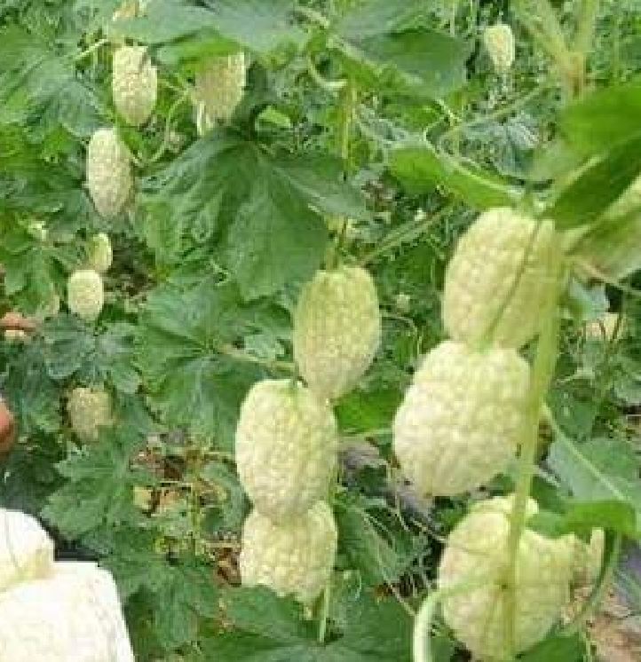 "Gói 5 Hạt " Hạt giống mướp đắng trắng (mướp đắng bạch tuyết)