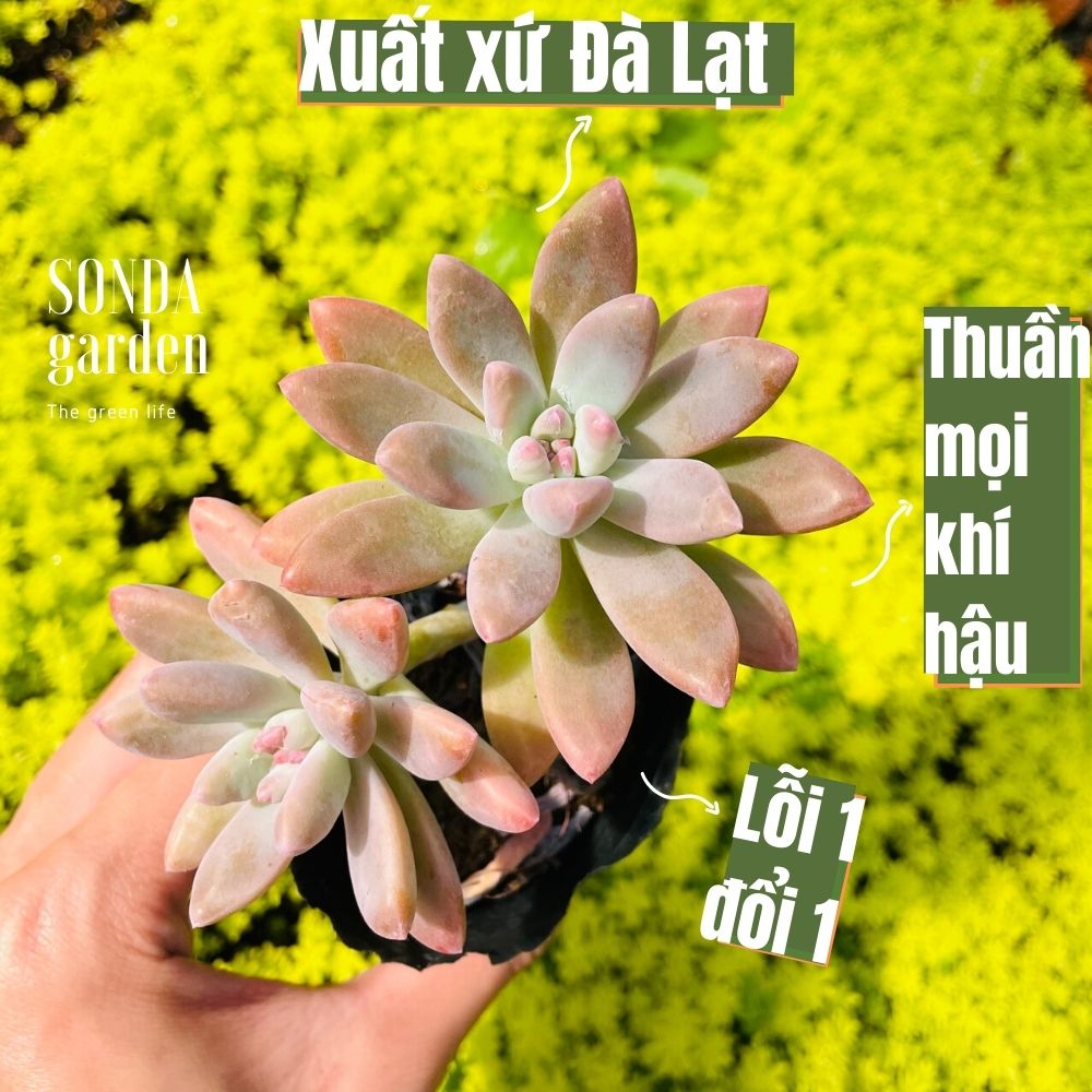 Sen đá pha lê size bé siêu khoẻ đẹp lỗi 1 đổi 1