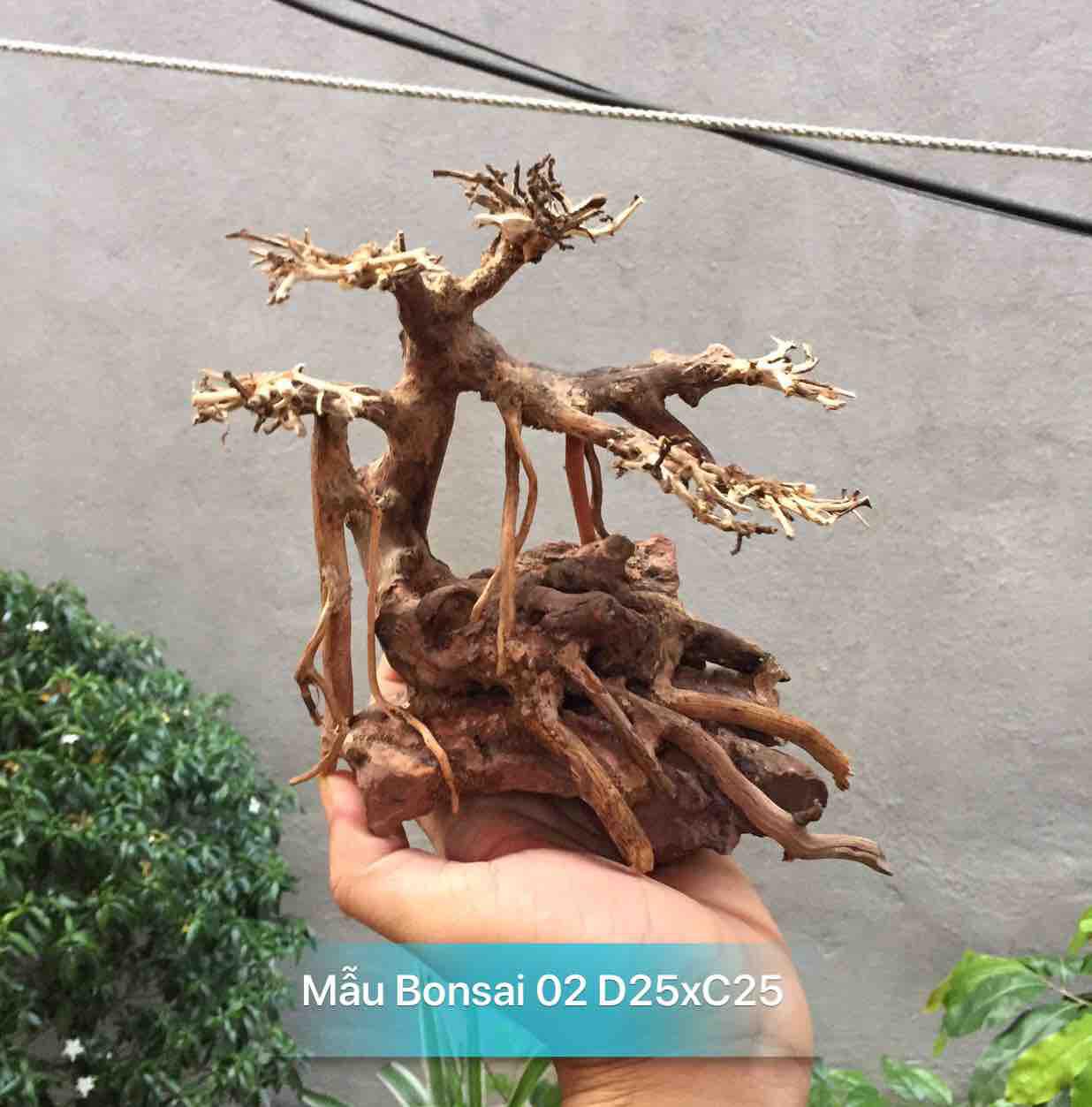3 mẫu bonsai bỏ hồ cá thuỷ sinh