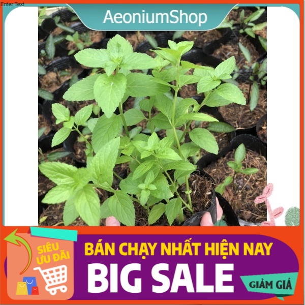COMBO 3 CÂY BẠC HÀ NHẬT ( JAPANESE MINT )