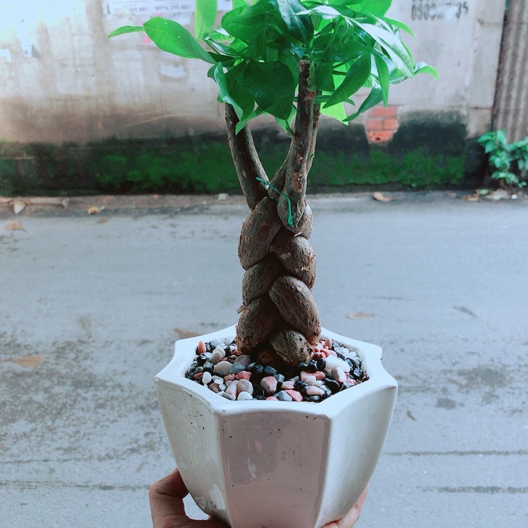Chậu kim ngân thắt bính 3 thân