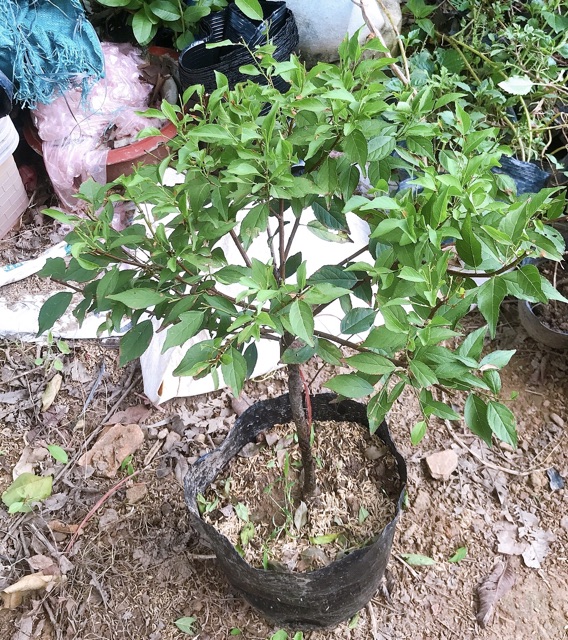 (xả kho đón tết) Cây nhất chi mai(mai trắng)