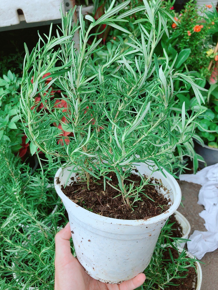 Chậu Hương Thảo