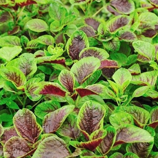 Hạt giống rau dền tía, dền khoang 20gr