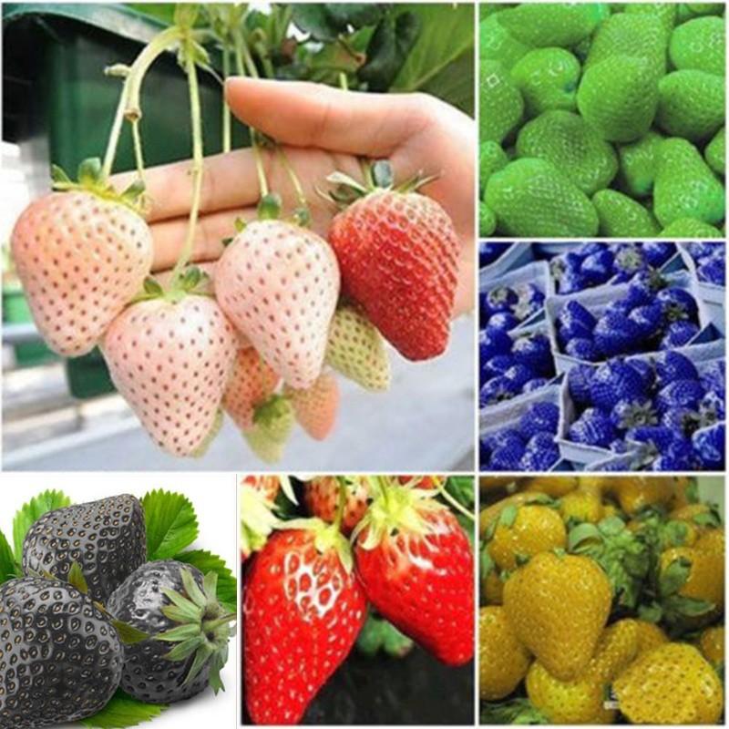 Mixed Color Strawberry seeds - Sale Off