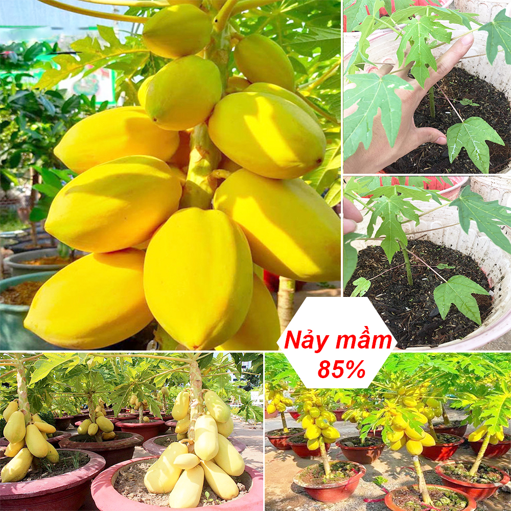 Hạt giống đu đủ da vàng-15 hạt ( Thái Lan )
