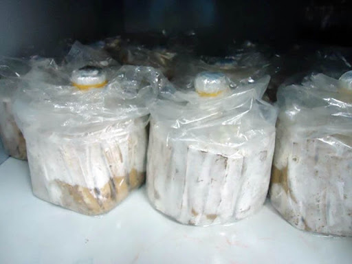 x5 bịch meo giống nấm sò