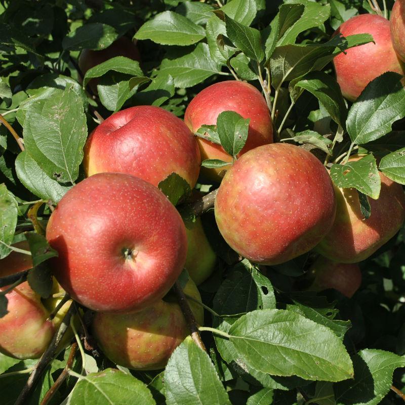 Dwarf apple seeds - Sale Off