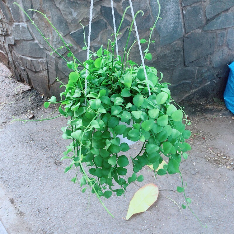 Chậu Cây Treo Đo La