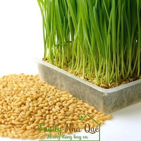 Hạt Lúa Mì ÚC Organic (1kg) - Có thể trồng cỏ lúa mì