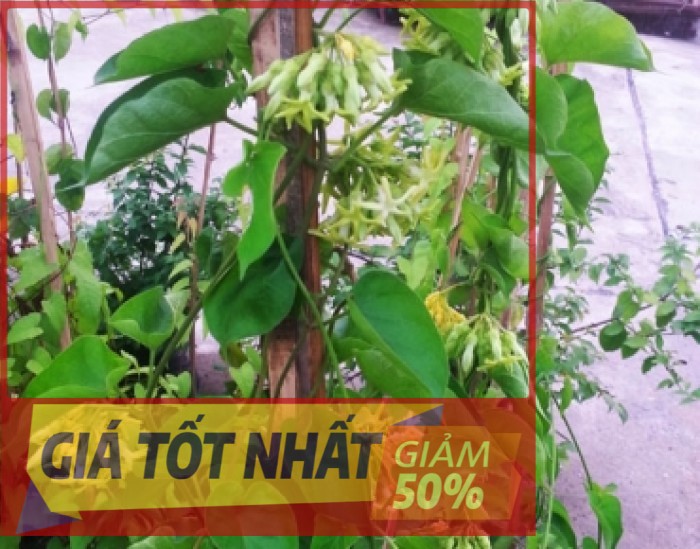 Bầu cây hoa thiên lý, bầu cây giống siêu sai hoa, ra hoa quanh năm