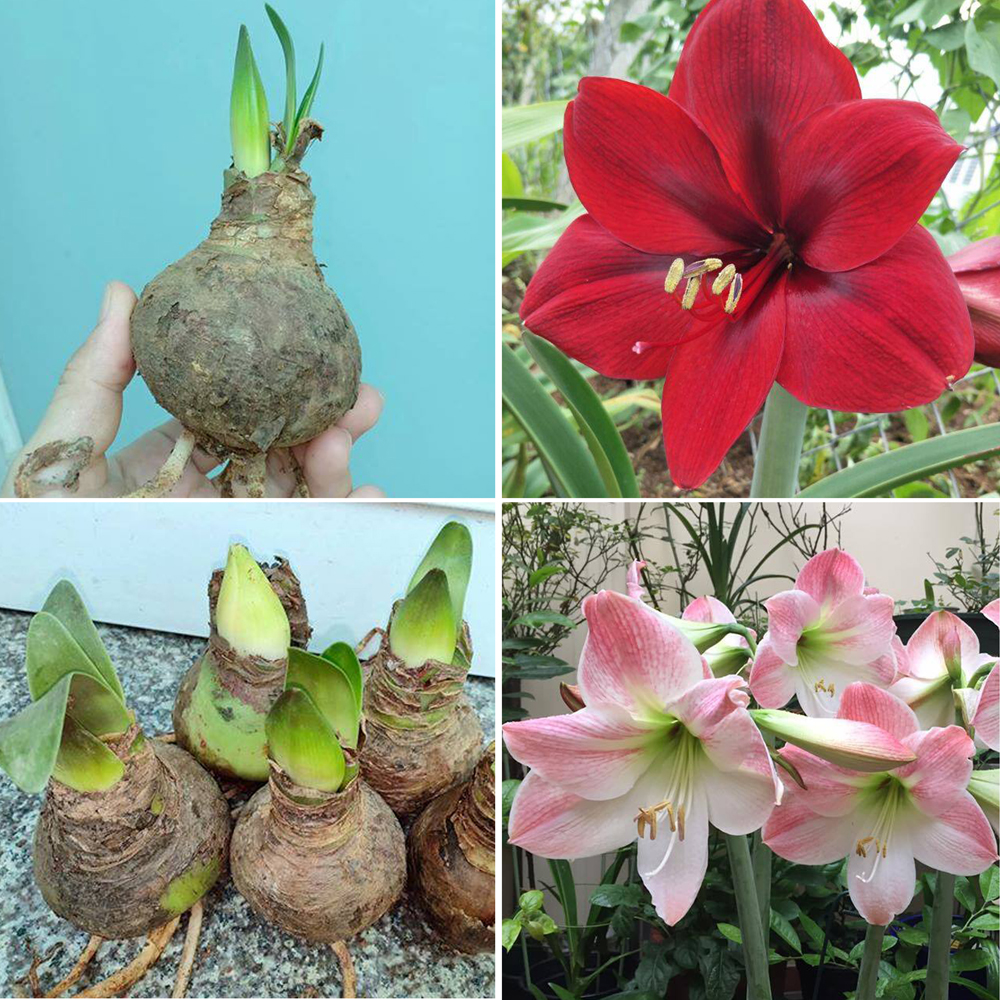 củ HOA HUỆ TÂY (màu hoa HỒNG ĐÀO) - củ giống, to khỏe, nhú mầm