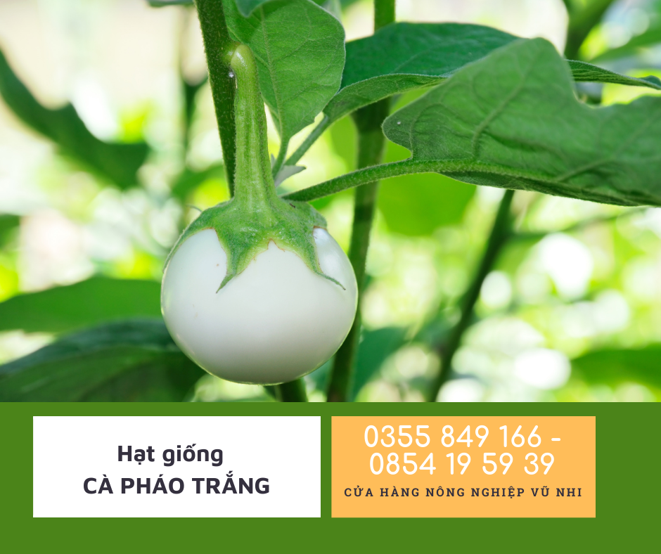 Hạt giống cà pháo trắng